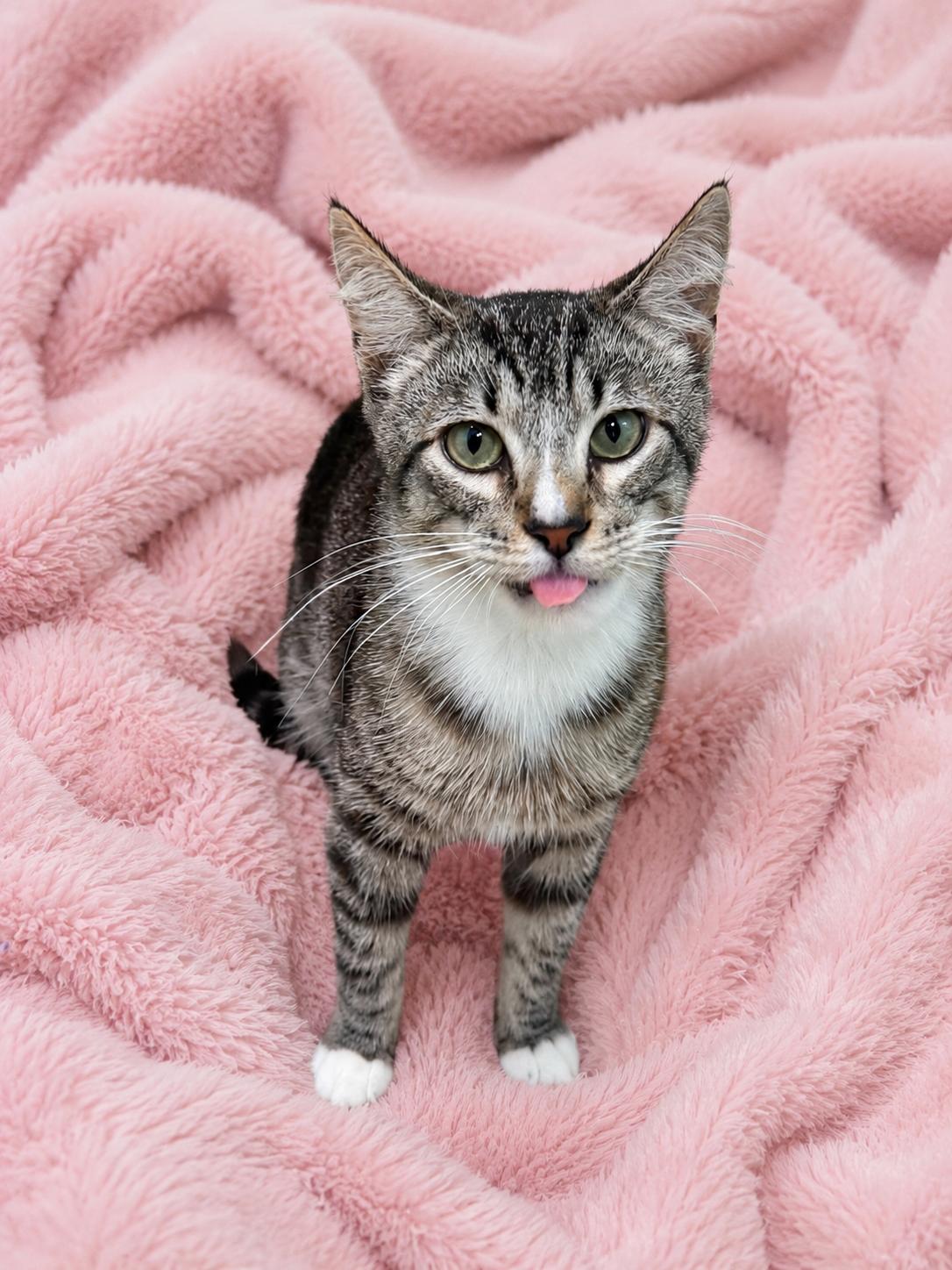 Skippy, a ADOPTABLE Tabby in Gainesville, FL image 2/3