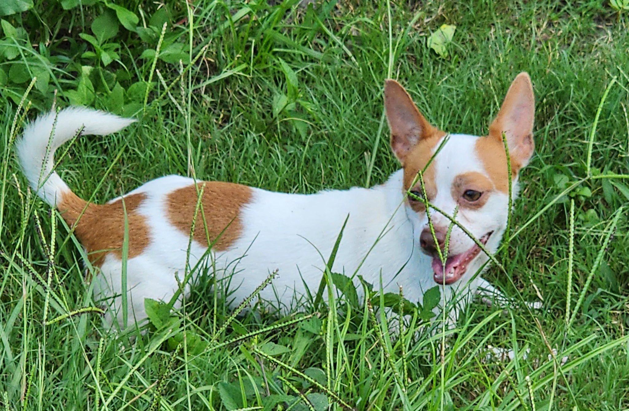 Denzel, Adoptable, Adult Male Chihuahua.