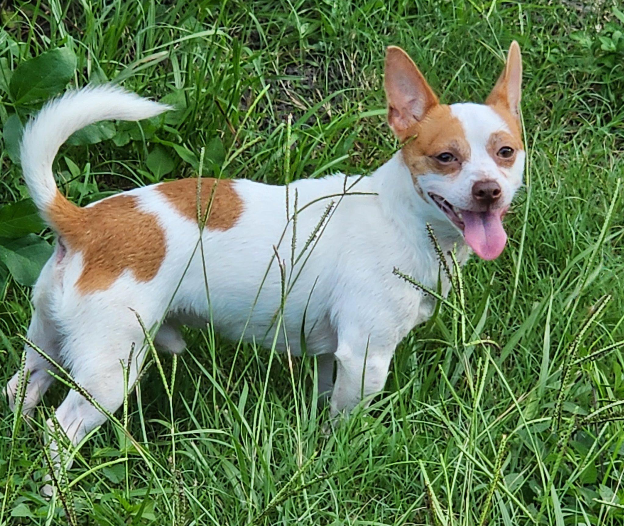 Denzel, a Adoptable mixed breed in Cape Coral, FL image 2/3