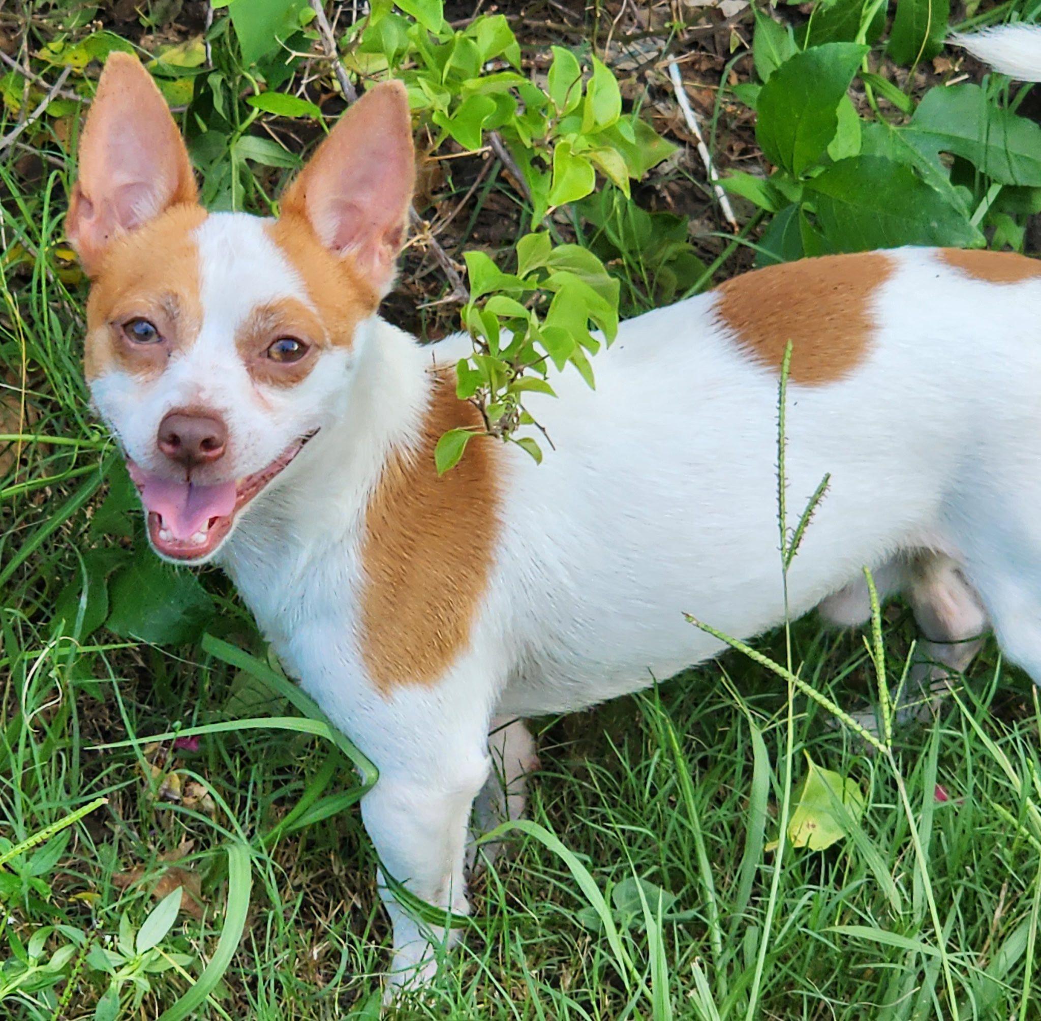 Denzel, a Adoptable mixed breed in Cape Coral, FL image 3/3