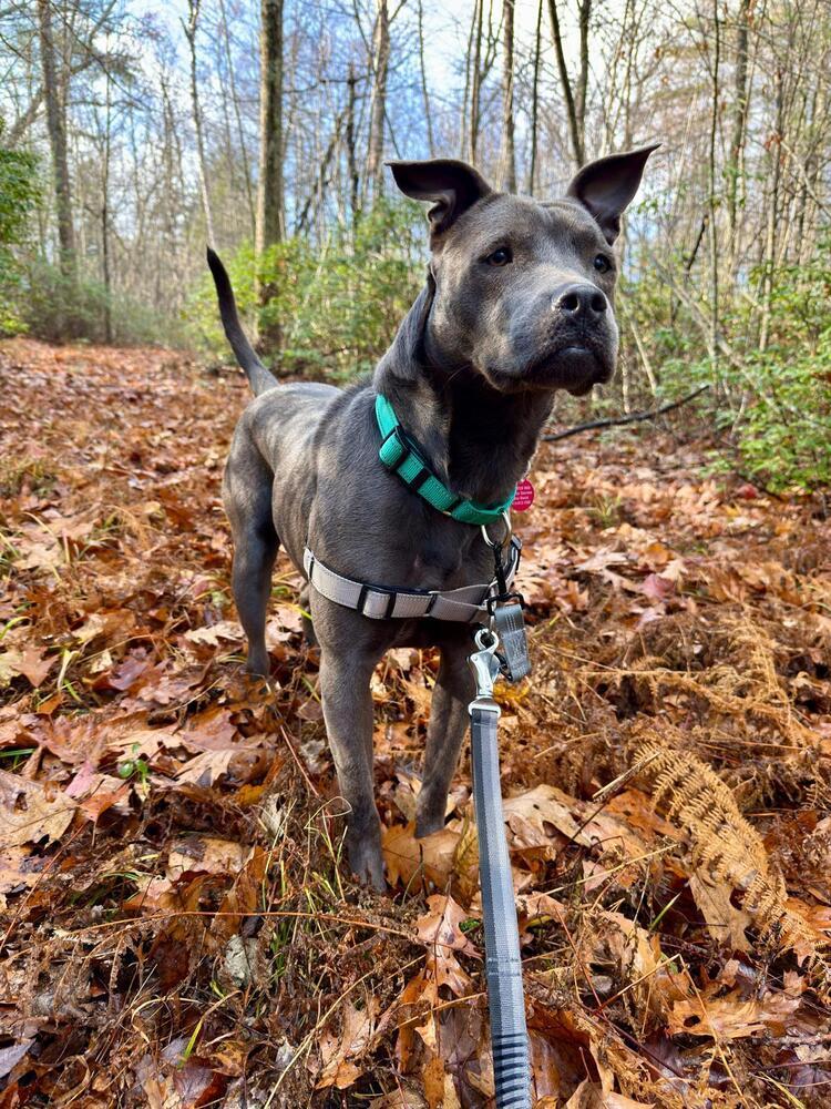 Enlarge Ada (FOSTERED LOCALLY), a Adoptable mixed breed in Leverett, MA image 2/6