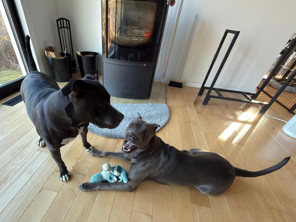 Enlarge Ada (FOSTERED LOCALLY), a Adoptable mixed breed in Leverett, MA image 3/6