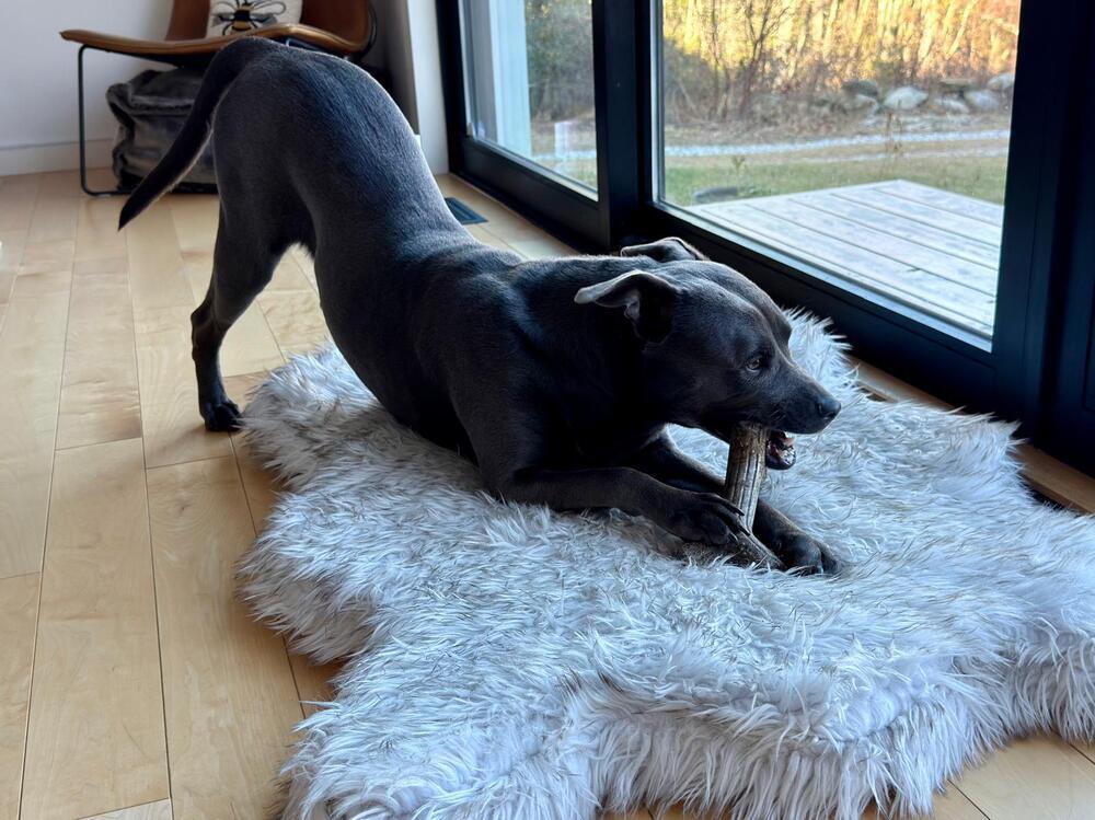 Enlarge Ada (FOSTERED LOCALLY), a Adoptable mixed breed in Leverett, MA image 4/6