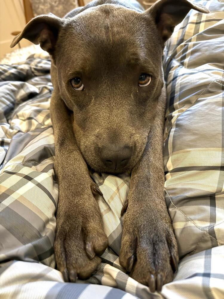 Enlarge Ada (FOSTERED LOCALLY), a Adoptable mixed breed in Leverett, MA image 5/6