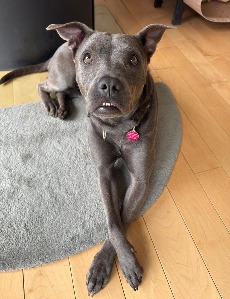 Enlarge Ada (FOSTERED LOCALLY), a Adoptable mixed breed in Leverett, MA image 6/6