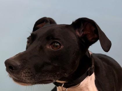 Dyna, Adoptable, Adult Male German Shorthaired Pointer & Italian Greyhound.