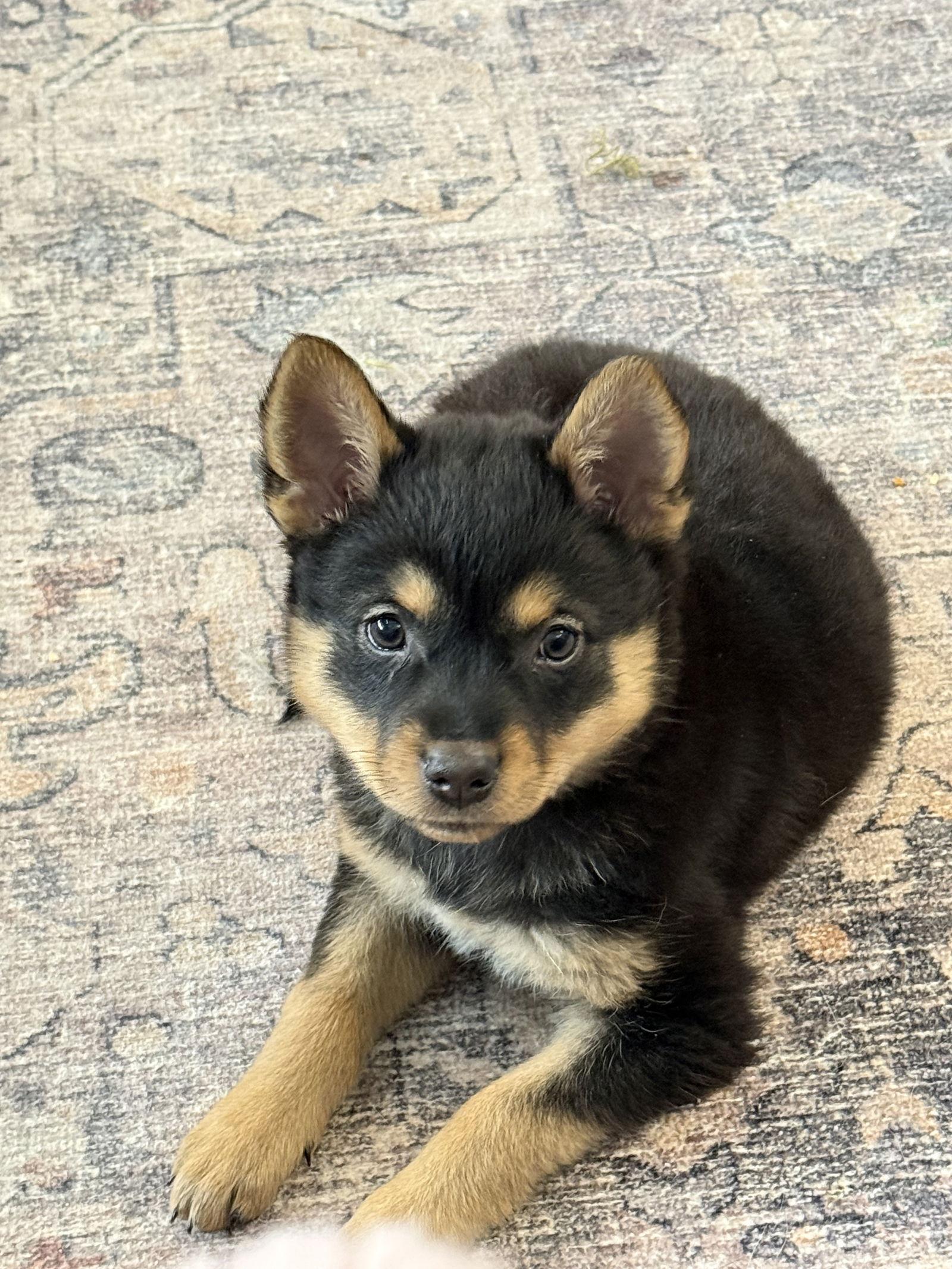 Allie, Adoptable, Young Female Australian Cattle Dog / Blue Heeler.