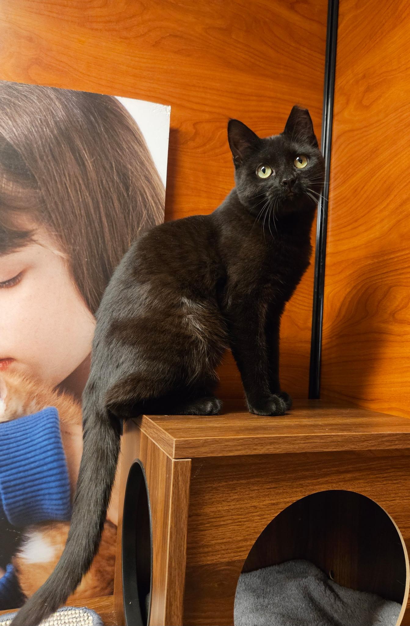 Patty, ADOPTABLE, Young Female Domestic Short Hair.