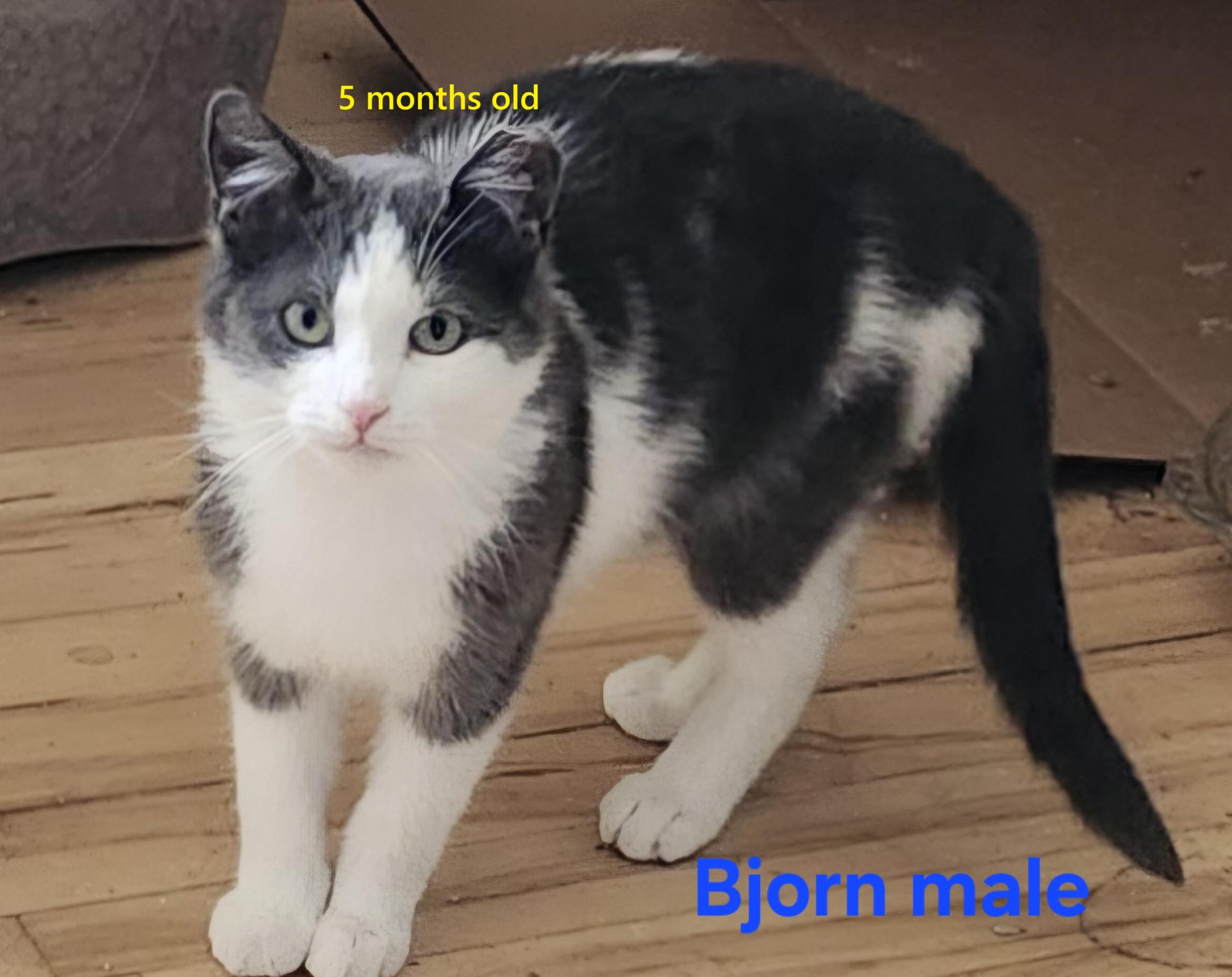 Bjorn photo 2