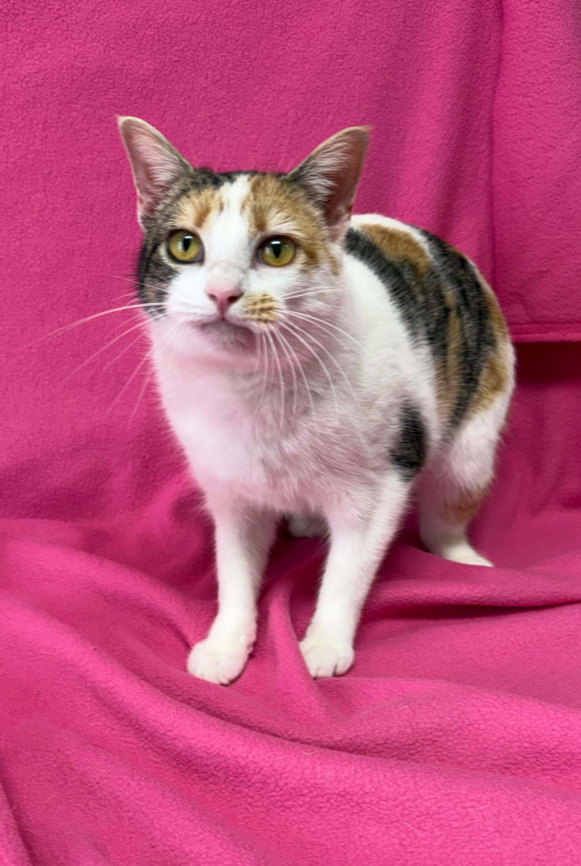 Hazel, ADOPTABLE, Young Female Domestic Short Hair.