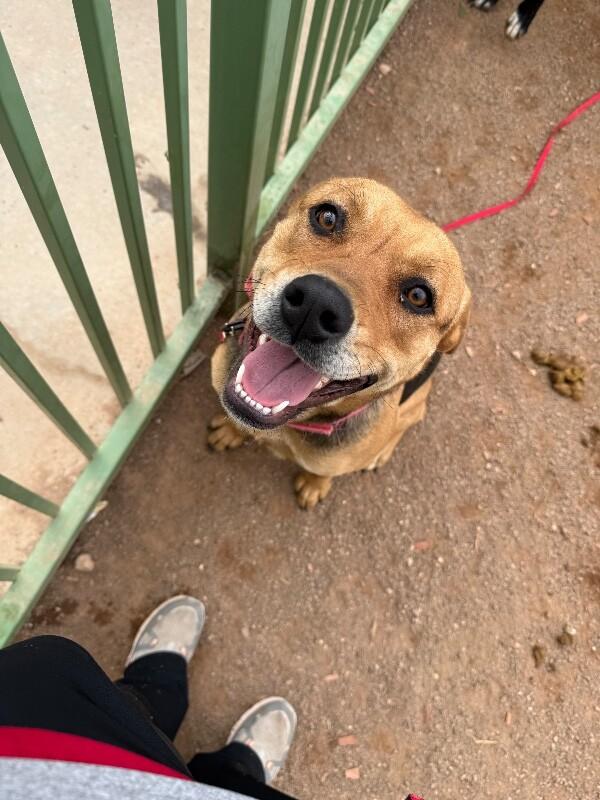 Enlarge Frida Khalo, a Adoptable Mixed Breed in Hobbs, NM image 1/6