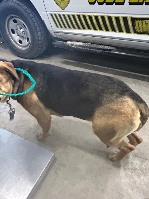 Enlarge Frida Khalo, a Adoptable Mixed Breed in Hobbs, NM image 2/6