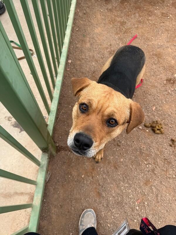 Enlarge Frida Khalo, a Adoptable Mixed Breed in Hobbs, NM image 3/6