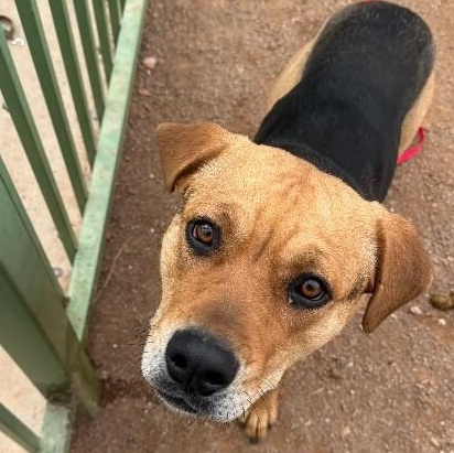 Enlarge Frida Khalo, a Adoptable Mixed Breed in Hobbs, NM image 2/3
