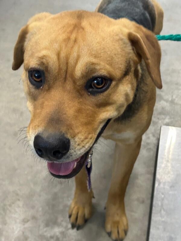 Enlarge Frida Khalo, a Adoptable Mixed Breed in Hobbs, NM image 4/6