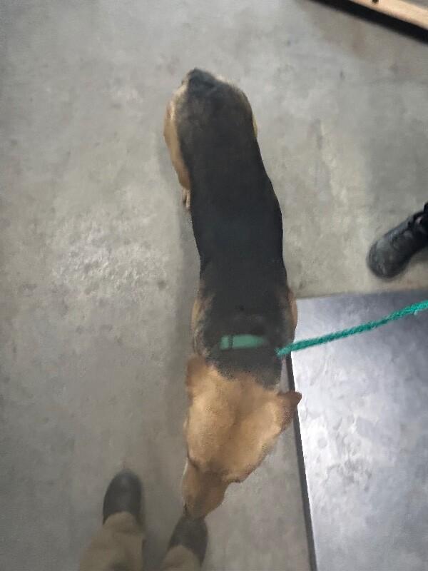 Enlarge Frida Khalo, a Adoptable Mixed Breed in Hobbs, NM image 6/6