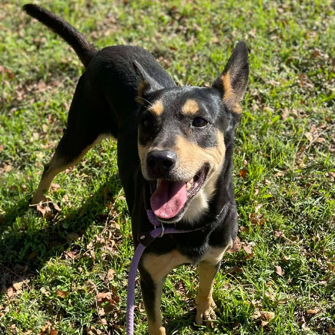 Enlarge Jessie, a Adoptable mixed breed in Tomah, WI image 3/4