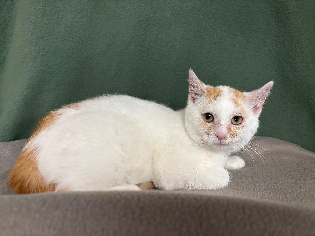 Lenny, Adoptable, Kitten Male Domestic Short Hair.