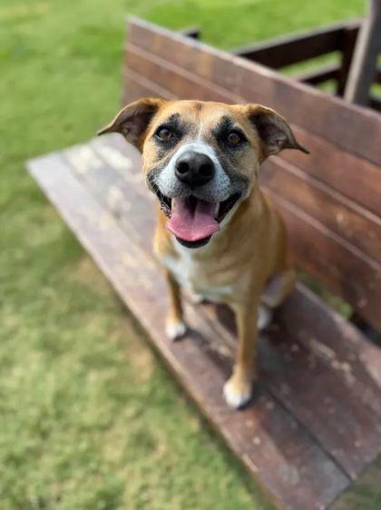 Twyla, a Adoptable Mixed Breed in Memphis, TN image 2/3