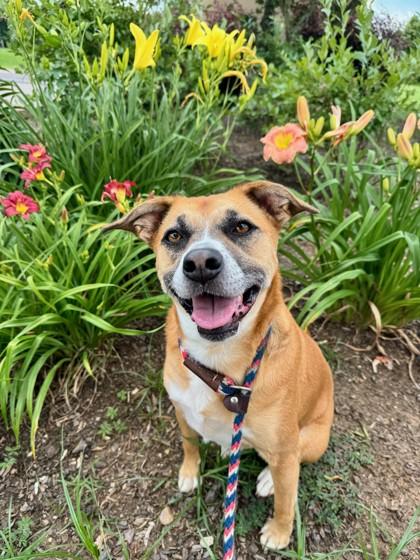 Enlarge Twyla, a Adoptable Mixed Breed in Memphis, TN image 2/3