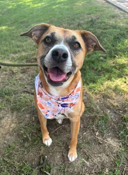 Twyla, a Adoptable Mixed Breed in Memphis, TN image 3/3