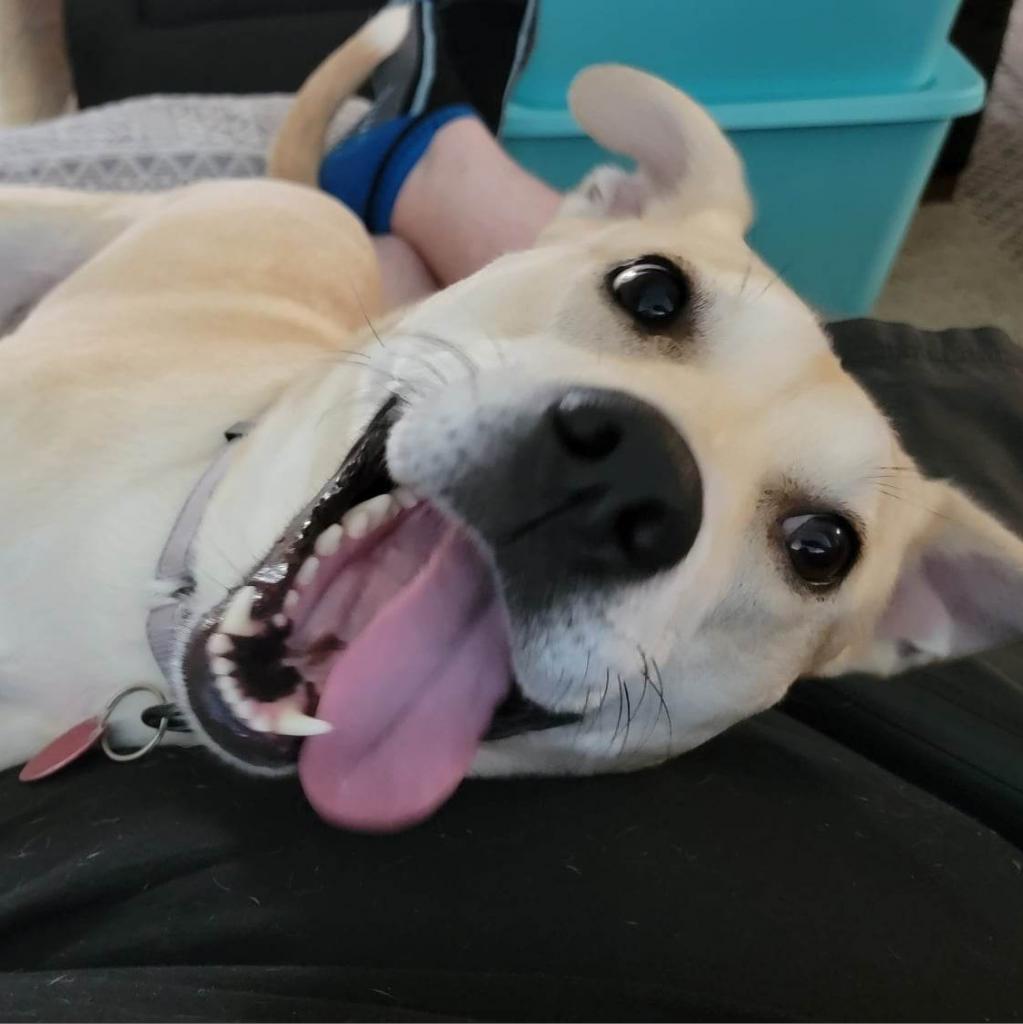 Enlarge Goldie, a Adoptable mixed breed in Georgetown, TX image 1/6