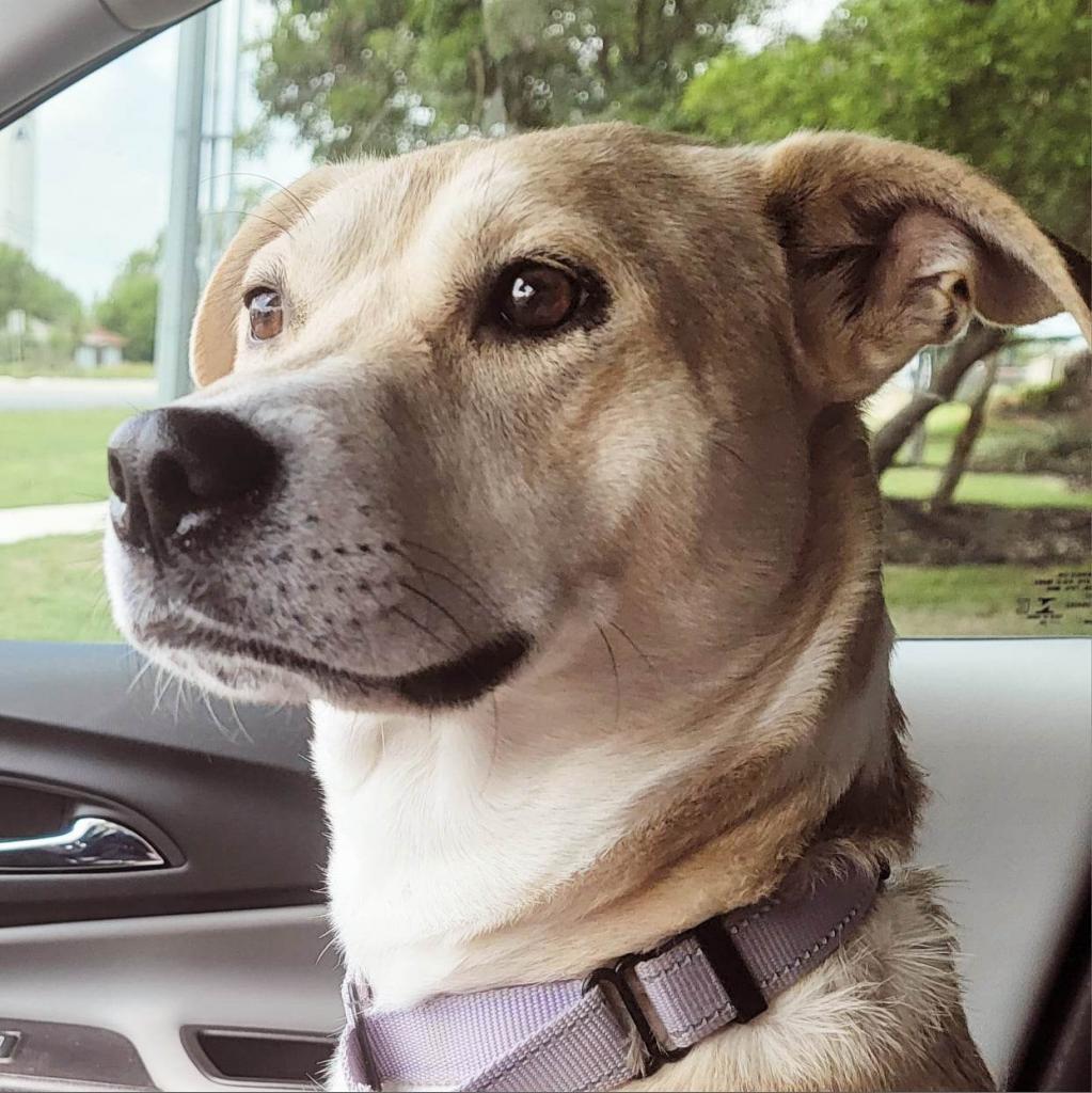 Enlarge Goldie, a Adoptable mixed breed in Georgetown, TX image 3/6