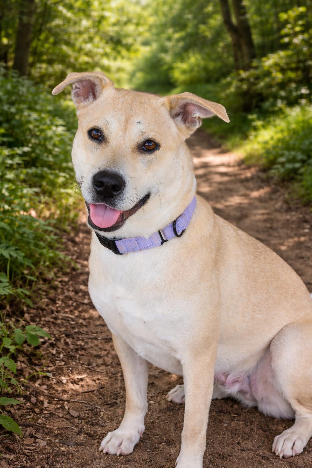 Enlarge Goldie, a Adoptable mixed breed in Georgetown, TX image 2/6