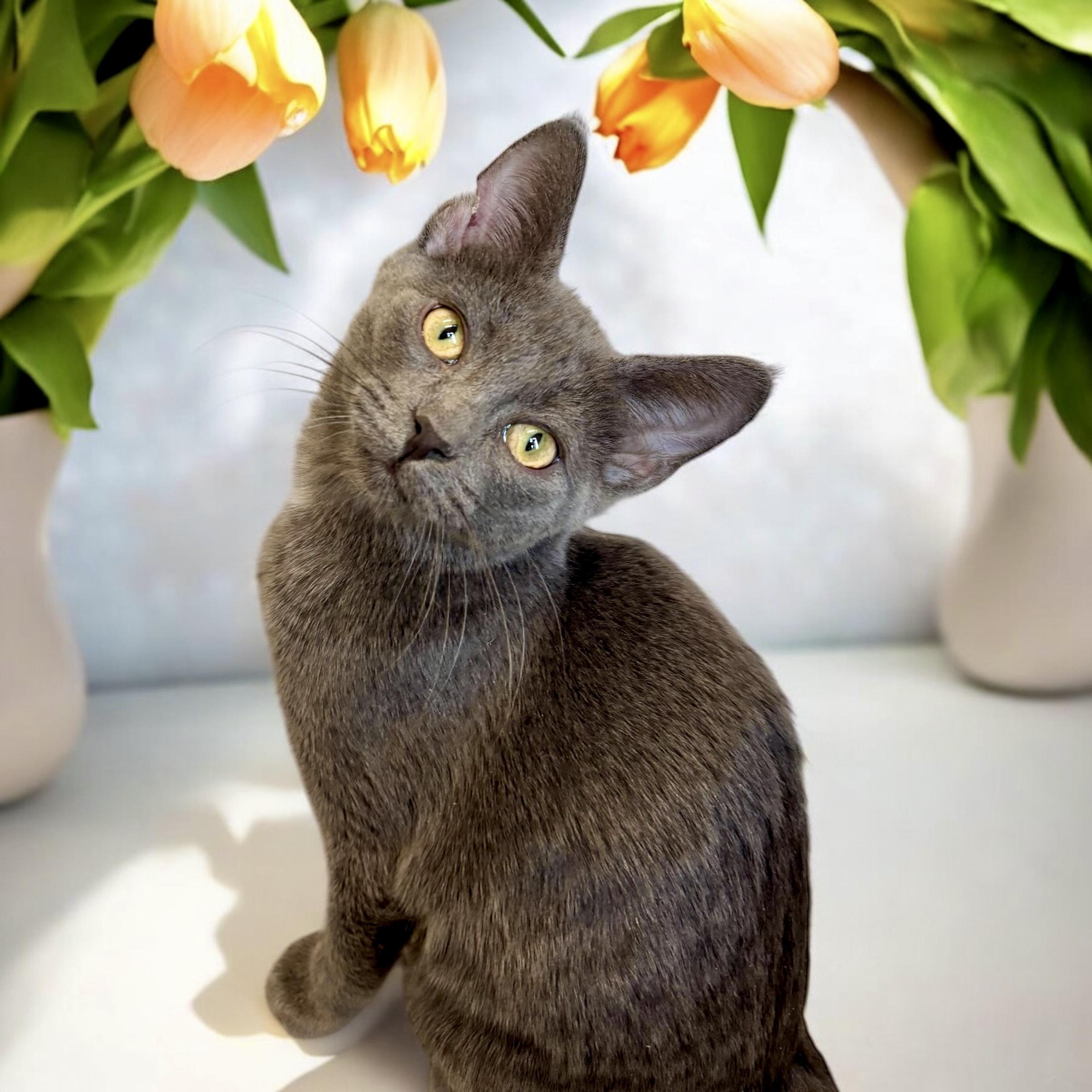 Cat for adoption - Lucy, a Domestic Short Hair in Perry, IA | Petfinder