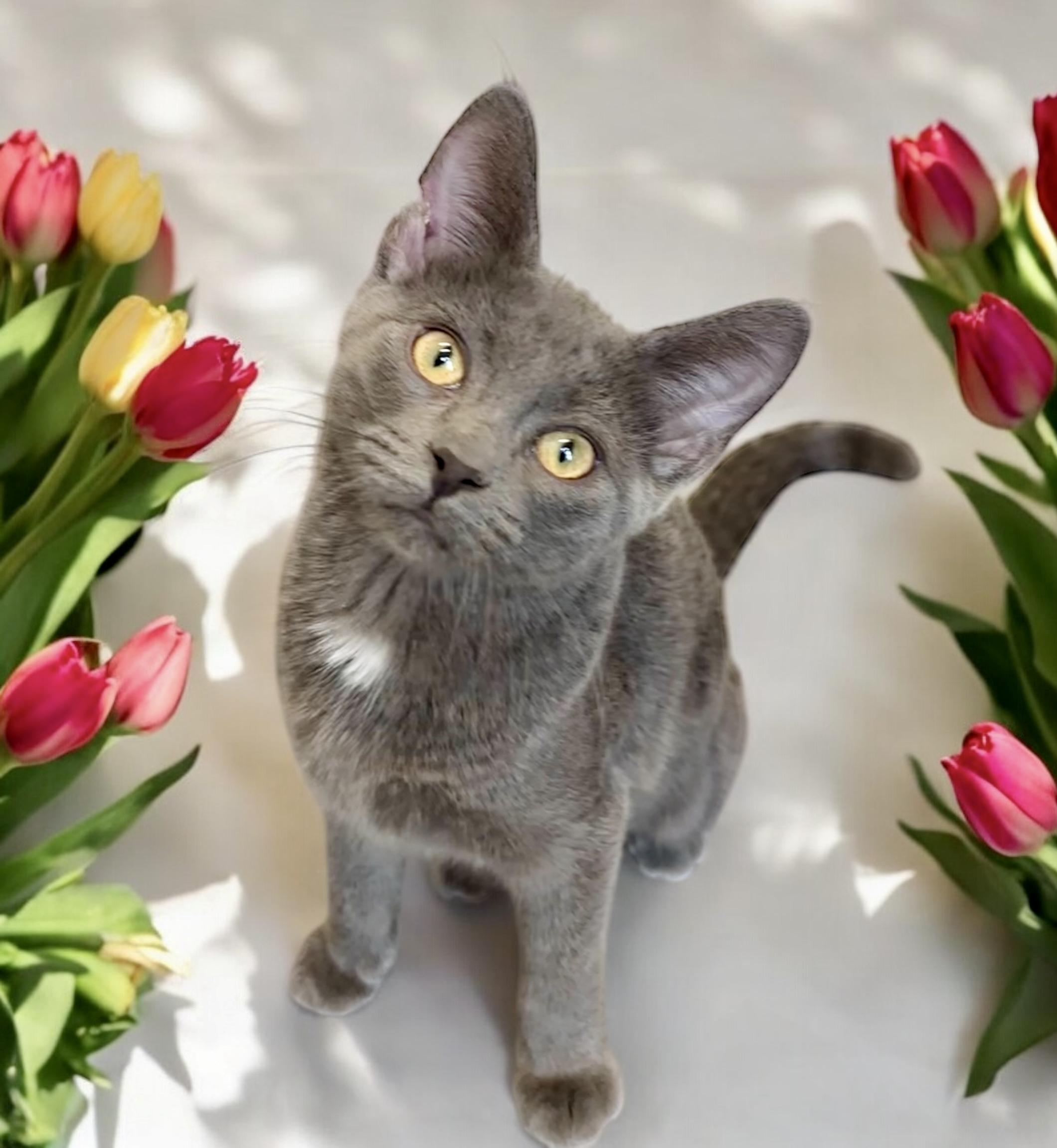 Cat for adoption - Lucy, a Domestic Short Hair in Perry, IA | Petfinder