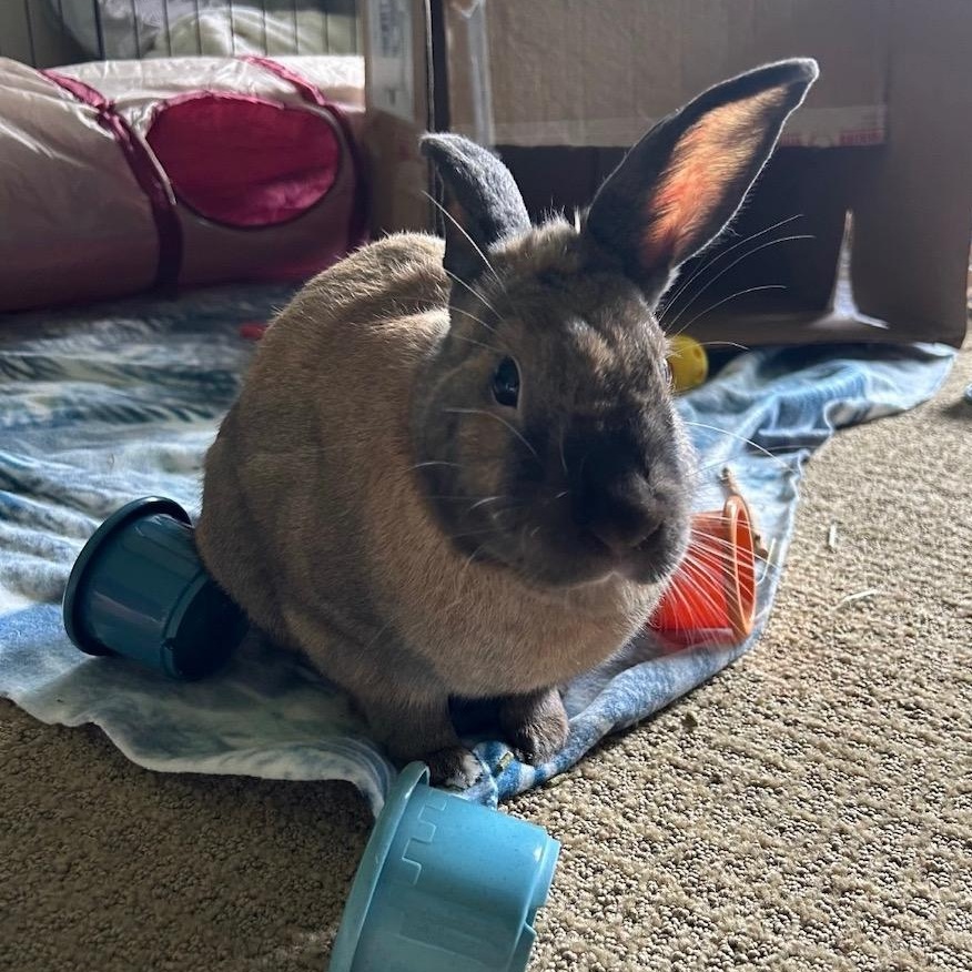 Oakley, a Adoptable Dutch in Edina, MN image 1/6