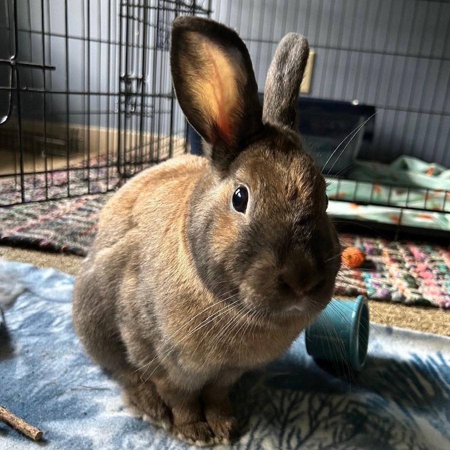 Oakley, a Adoptable Dutch in Edina, MN image 3/6