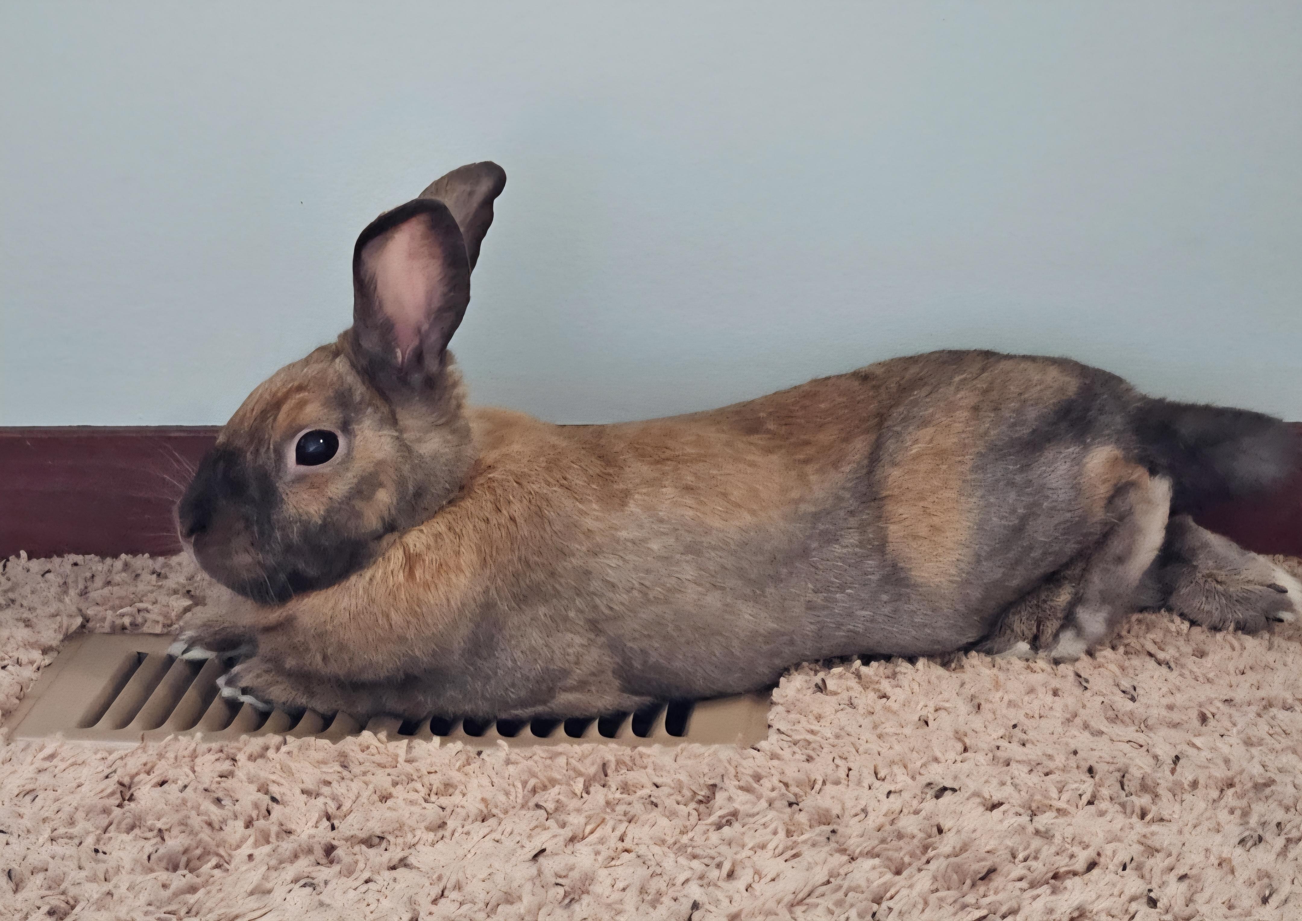 Oakley, a Adoptable Dutch in Edina, MN image 4/6