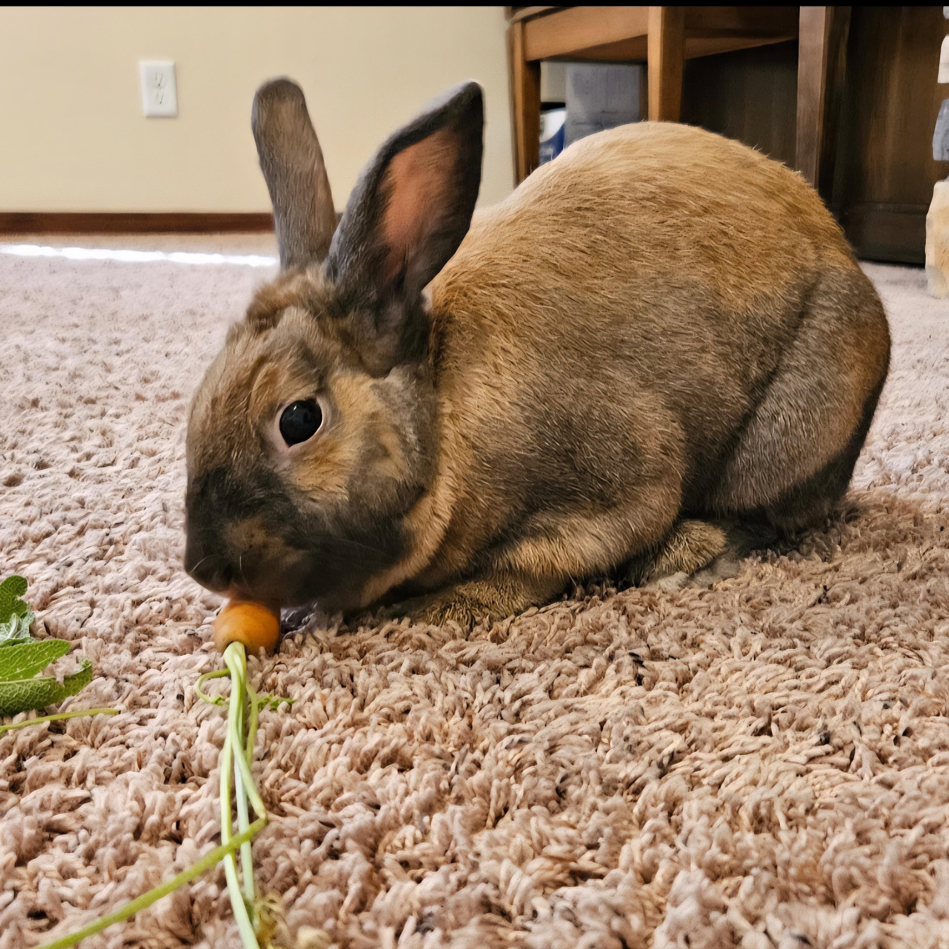 Oakley, a Adoptable Dutch in Edina, MN image 5/6