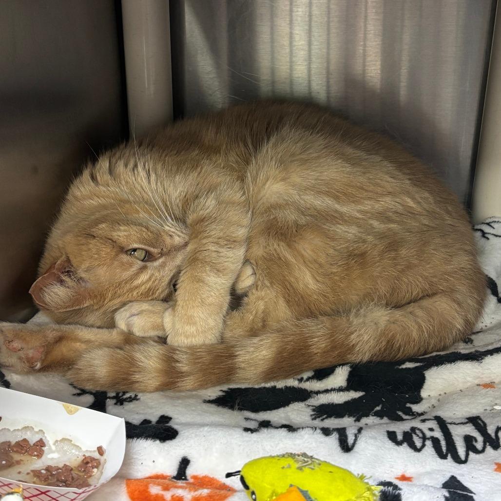 Enlarge Midas, a Adoptable Domestic Medium Hair in Springfield, IL image 1/6