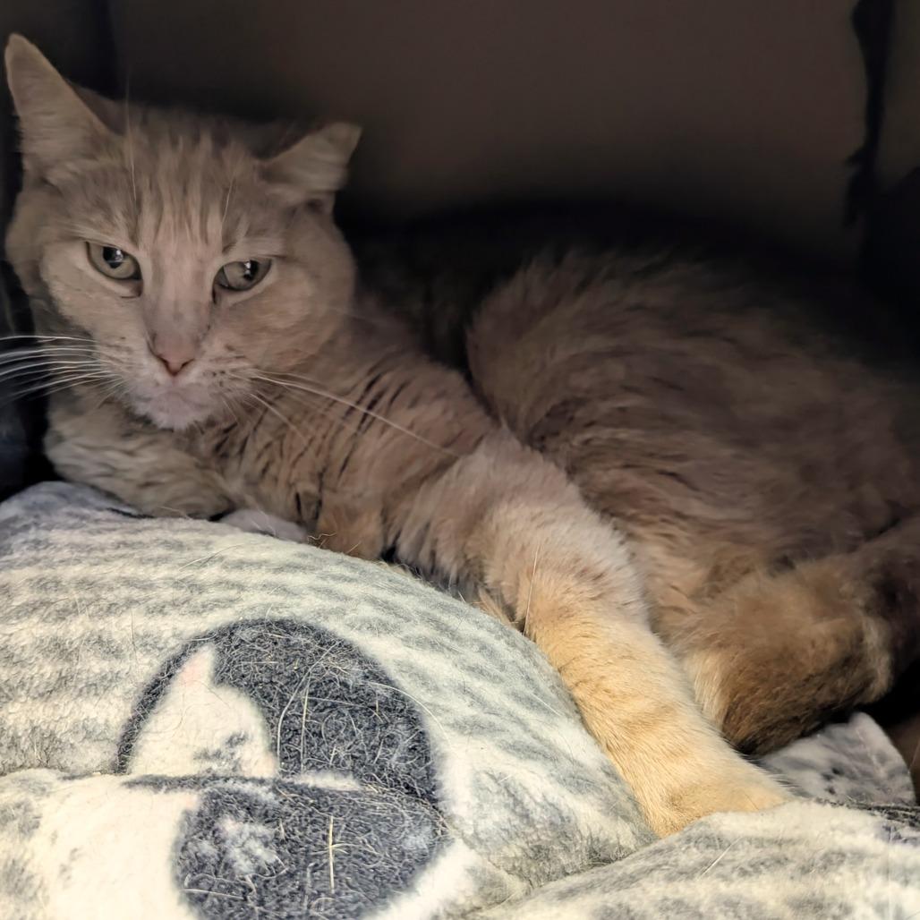 Enlarge Midas, a Adoptable Domestic Medium Hair in Springfield, IL image 2/6