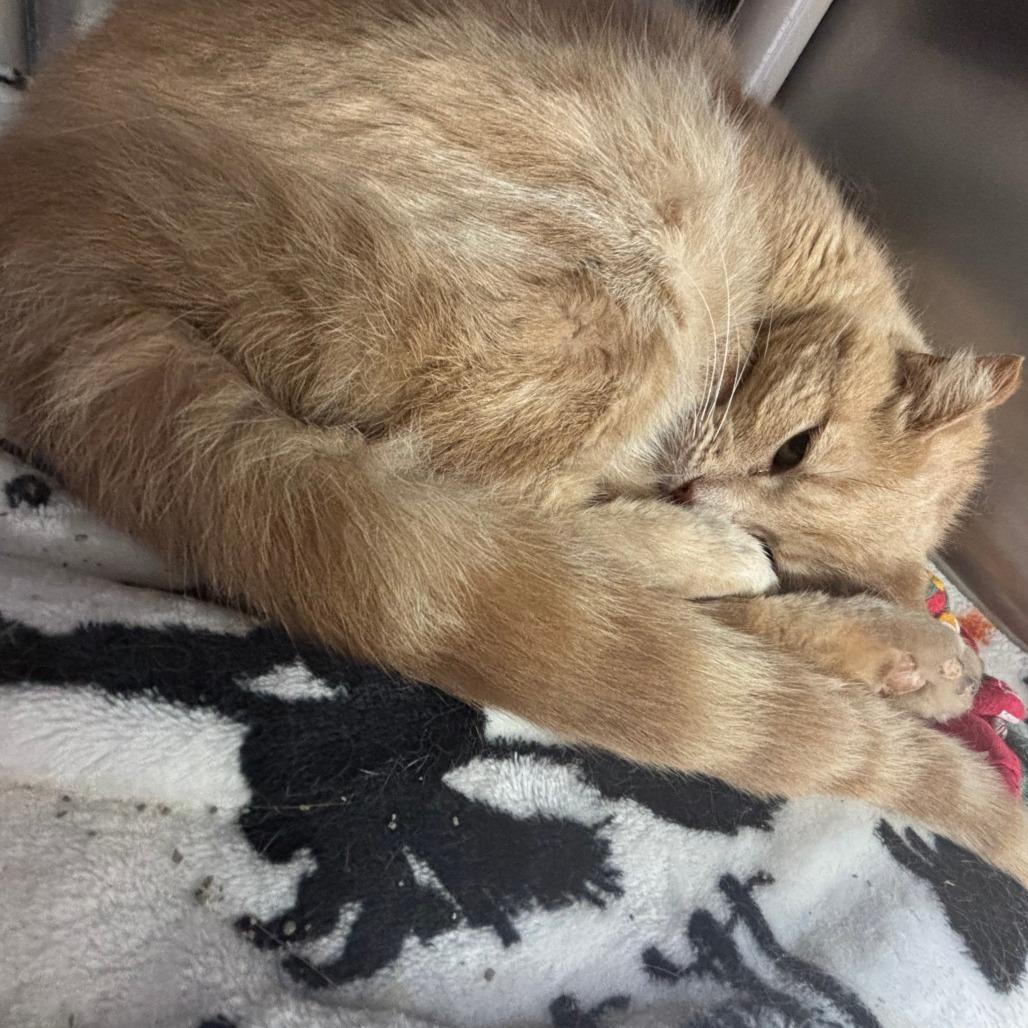 Enlarge Midas, a Adoptable Domestic Medium Hair in Springfield, IL image 3/6