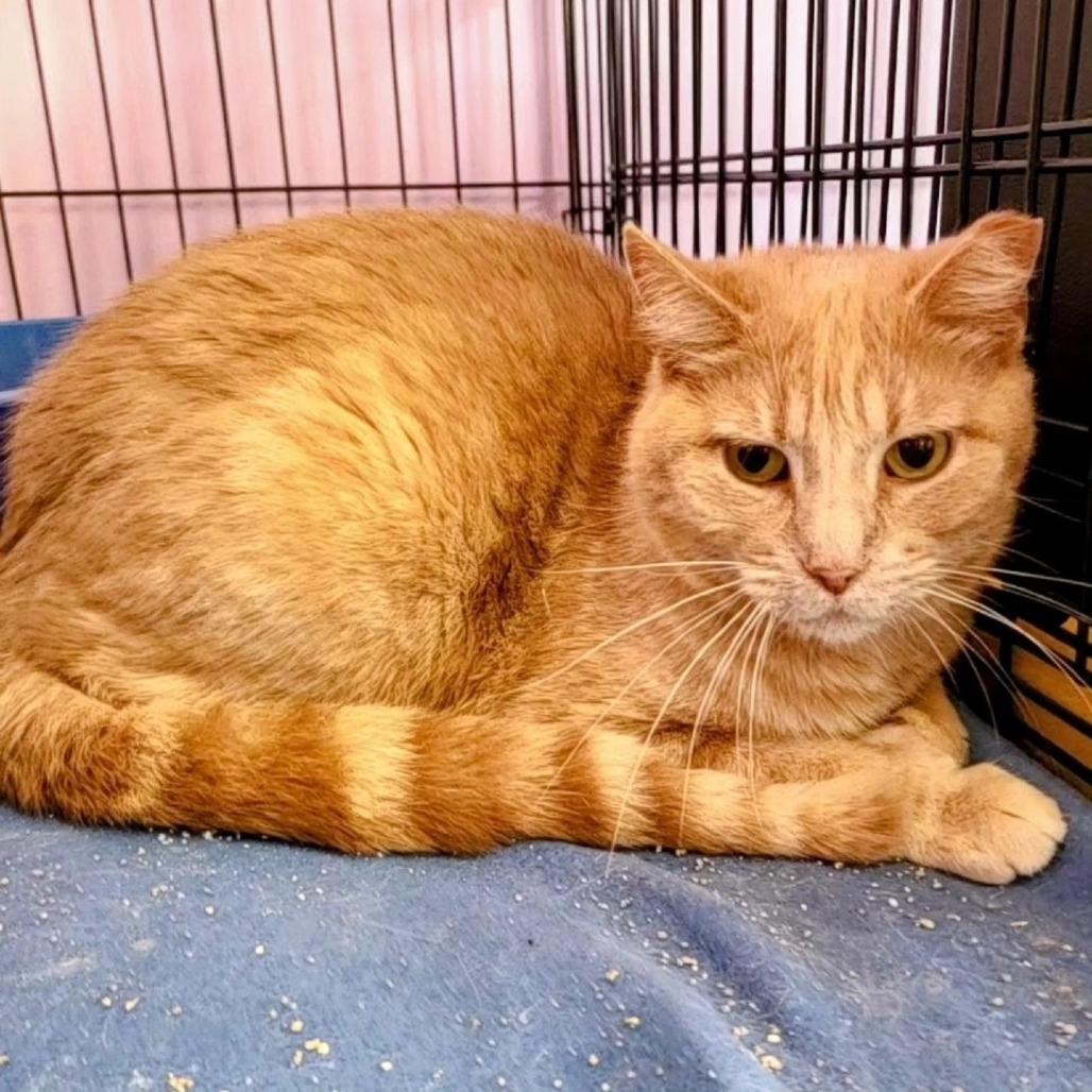 Enlarge Midas, a Adoptable Domestic Medium Hair in Springfield, IL image 4/6