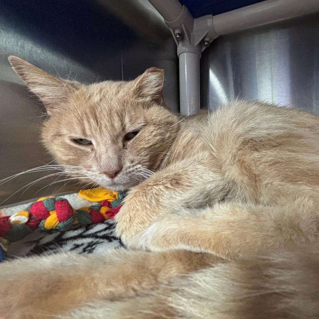 Enlarge Midas, a Adoptable Domestic Medium Hair in Springfield, IL image 5/6