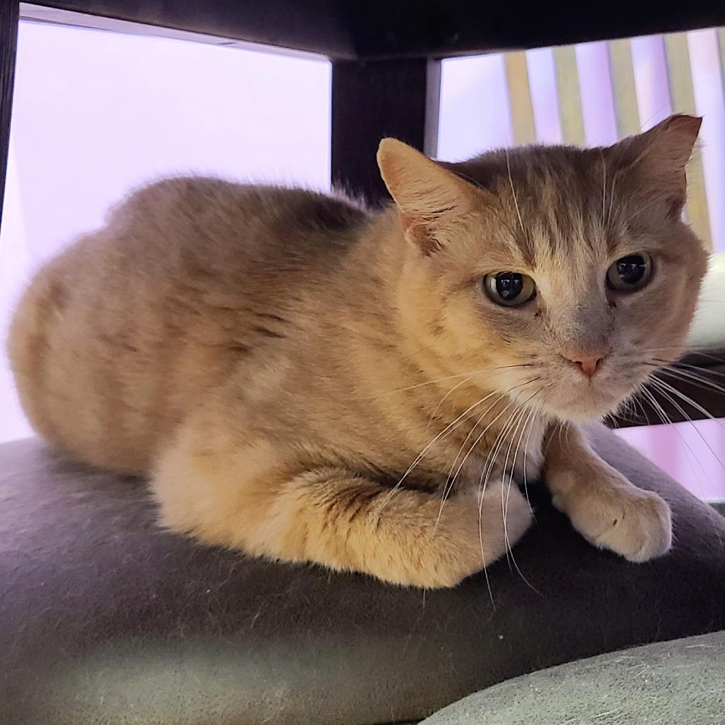 Enlarge Midas, a Adoptable Domestic Medium Hair in Springfield, IL image 6/6