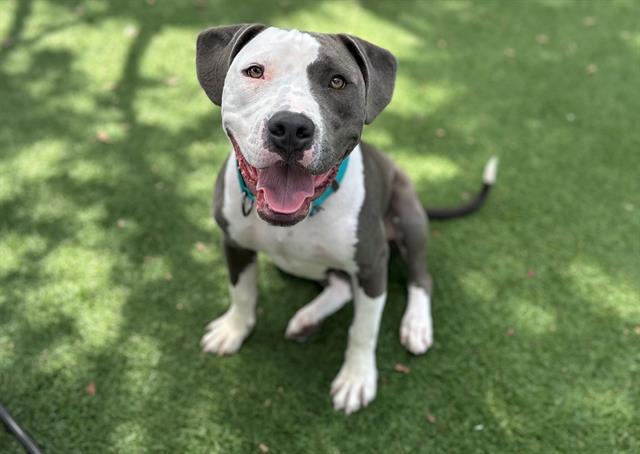 Enlarge SAILOR, a Adoptable mixed breed in Santa Clara, CA image 1/1