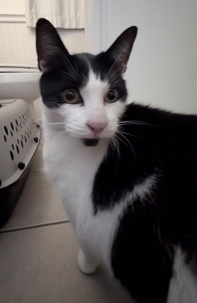 Enlarge Hank (Big Guy)(Chonk), a Adoptable mixed breed in Ontario, OR image 1/1