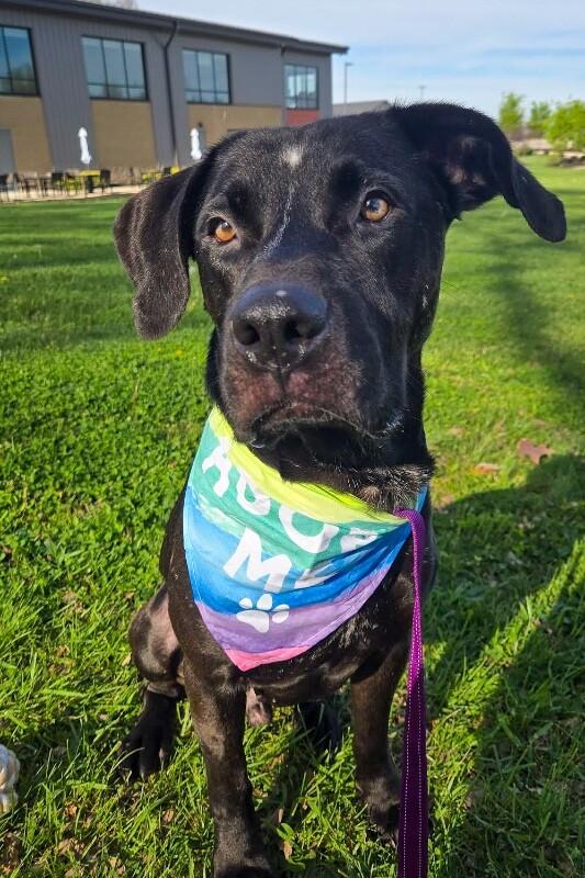 Basilisk, Adoptable, Adult Male Mixed Breed.