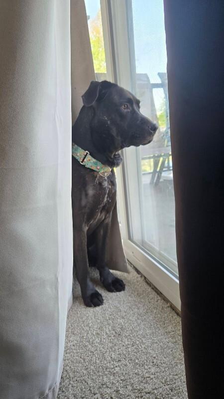 Enlarge Basilisk, a Adoptable Mixed Breed in Miamitown, OH image 2/4
