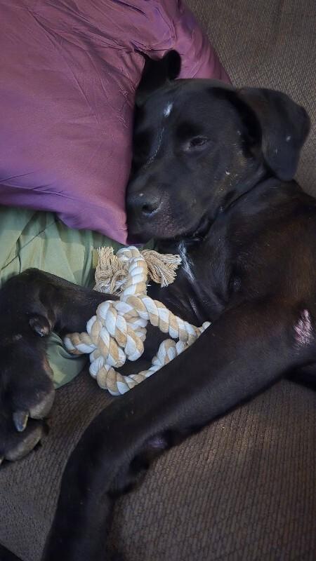 Enlarge Basilisk, a Adoptable Mixed Breed in Miamitown, OH image 4/4