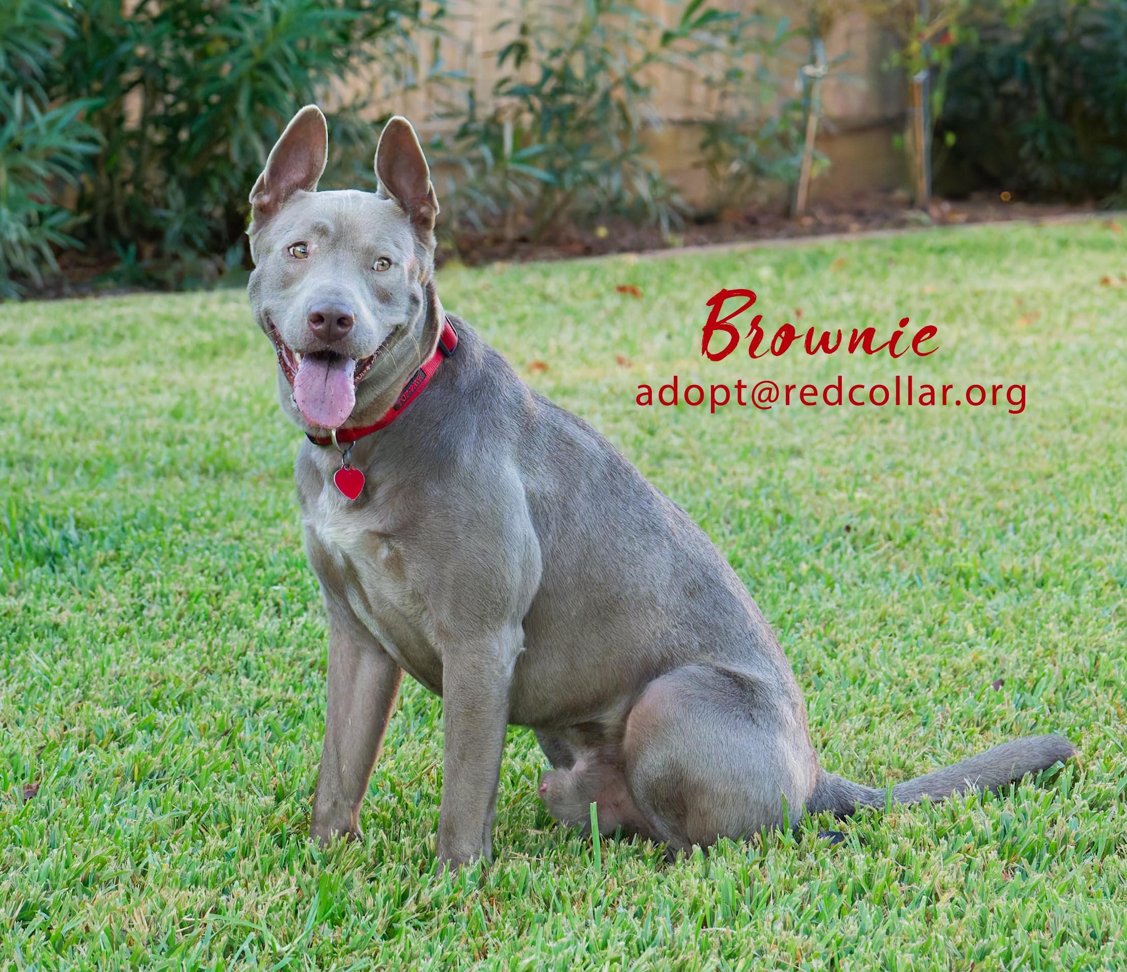 Brownie, a Adoptable mixed breed in Houston, TX image 3/4