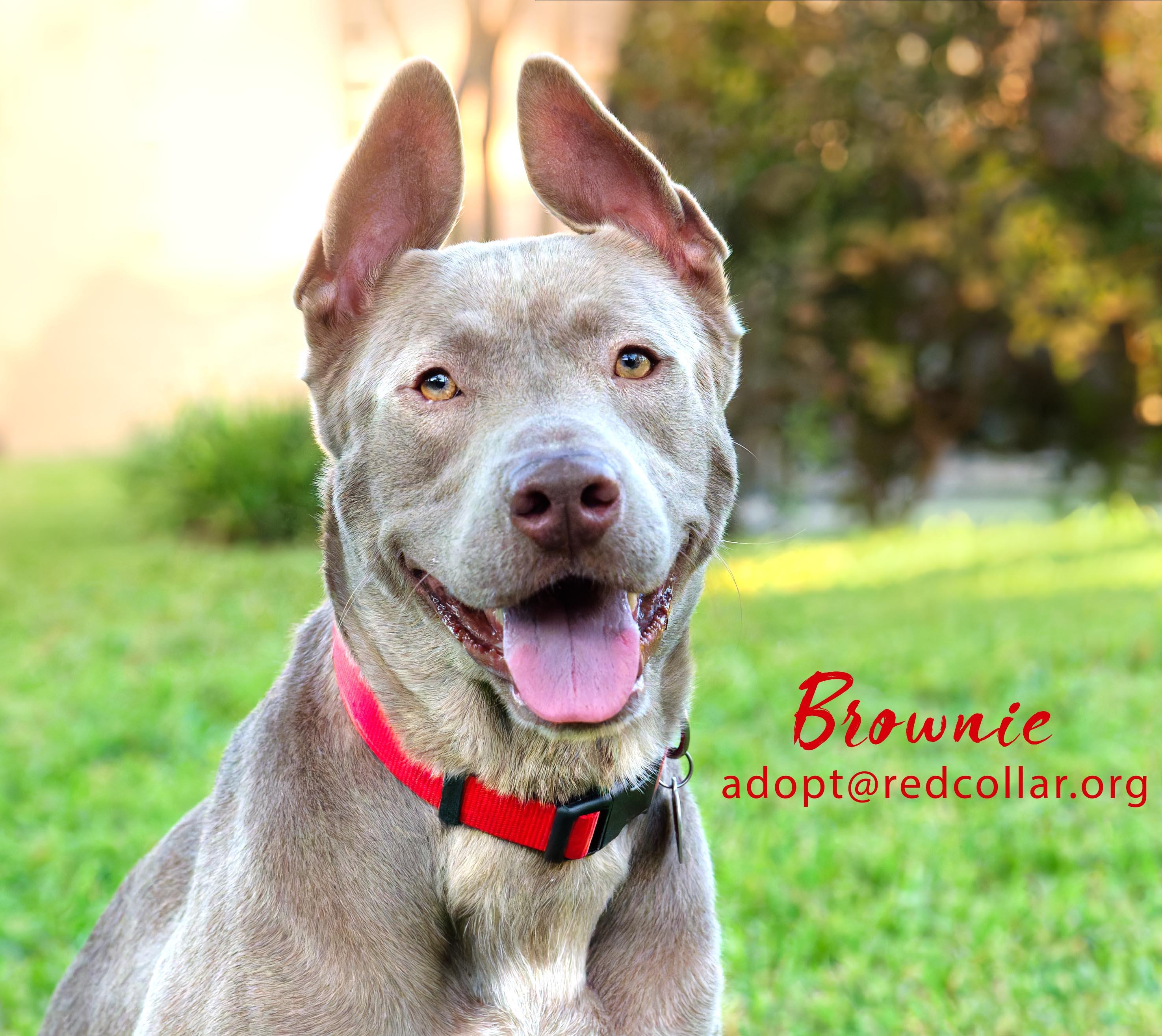 Brownie, a Adoptable mixed breed in Houston, TX image 2/4
