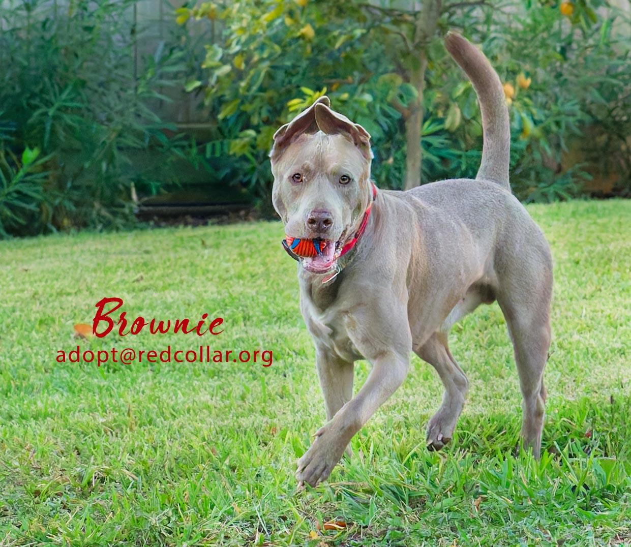 Brownie, Adoptable, Adult Male Staffordshire Bull Terrier & Weimaraner.