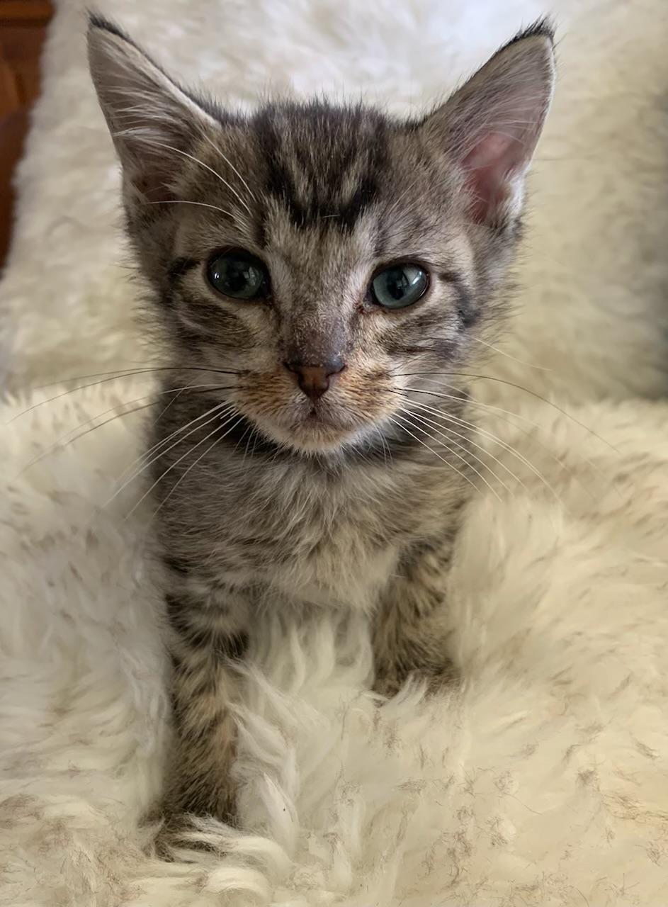 Enlarge Jose, a ADOPTABLE Tabby in Pasco, WA image 4/5