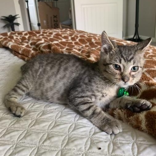 Jose, a ADOPTABLE Tabby in Pasco, WA image 4/6